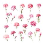 Watercolour Pink Carnation sticker pack