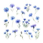 Watercolour Blue Cornflower Sticker Pack