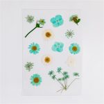 Dried Pressed Flower Pack