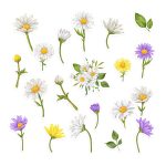 Watercolour Daisy Sticker Pack