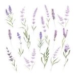 Watercolour Lavender Sticker Pack